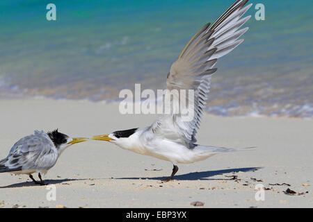 größere crested Seeschwalbe (Thalasseus Bergii, Sterna Bergii) steht am Strand, juvenile Vogelstimmen für Lebensmittel, Seychellen, Bird Island Stockfoto