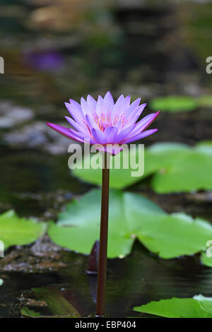 Ägyptische Lotus, blauen Lotus des Nils, blaue Seerose (Nymphaea Caerulea), Blüte, Seychellen, Mahe Stockfoto