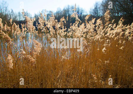 Reed Grass, gemeinsamen Schilf (Phragmites Communis, Phragmites Australis), Reed im Sonnenlicht, Deutschland Stockfoto