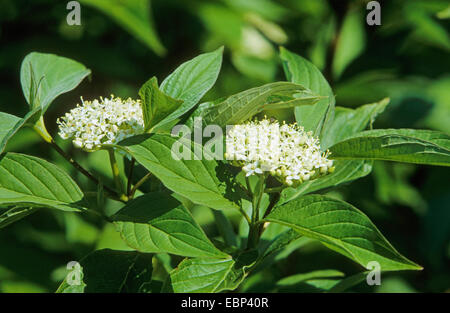 weiße Hartriegel, weiße fruited Hartriegel, rot bellte Hartriegel (Cornus Alba), blühen Stockfoto