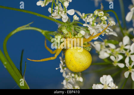 Goldrute Krabbenspinne (Misumena Vatia), Weiblich, Deutschland Stockfoto