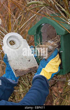 Reinigung Nistkasten, Verschachtelung-Box für Vögel, Deutschland Stockfoto