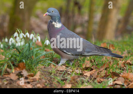 Ringeltaube (Columba Palumbus), auf dem Boden vor dem Schneeglöckchen, Deutschland, Nordrhein-Westfalen Stockfoto