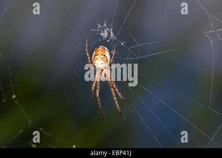 Herbst Spinne, Herbst-Spider, weniger Kreuzspinne (Metellina spec, Meta spec Metellina Mengei Oder Metellina Segmentata), lauern im Netz, Deutschland Stockfoto