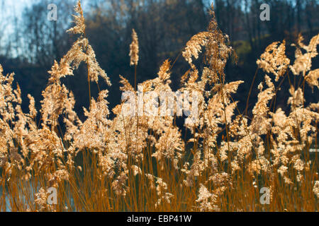 Reed Grass, gemeinsamen Schilf (Phragmites Communis, Phragmites Australis), Reed im Sonnenlicht, Deutschland Stockfoto