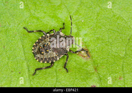 Wald-Bug (Pentatoma Art), Larve, Deutschland Stockfoto