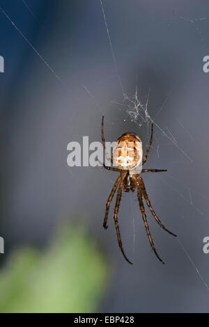 Herbst Spinne, Herbst-Spider, weniger Kreuzspinne (Metellina spec, Meta spec Metellina Mengei Oder Metellina Segmentata), lauern im Netz, Deutschland Stockfoto