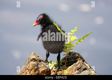 Teichhuhn (Gallinula Chloropus), Küken auf einer Baumwurzel am Wasser, Deutschland, Nordrhein-Westfalen Stockfoto