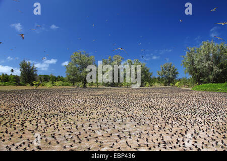 Sooty Tern (Sterna Fuscata), Kolonie auf gerodeten Boden, Seychellen, Bird Island Stockfoto