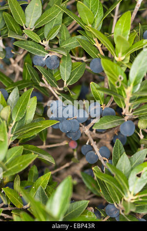 Falsche Oliven, Broad-Leaved Lindenbaum (Lindenbaum Latifolia), Zweig mit Früchten Stockfoto