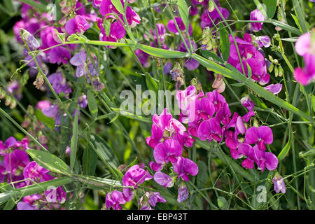 Mehrjährige Erbse, breit-Blatt Peavine, Everlasting Pea, mehrjährige Sweet Pea, mehrjährige Peavine (Lathyrus Latifolius), blühen, Deutschland Stockfoto