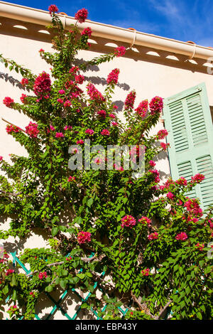 Papierfabrik, Four-o'clock (Bougainvillea spec.), Kletterpflanze auf der Fassade Stockfoto