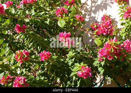 Papierfabrik, Four-o'clock (Bougainvillea spec.), Kletterpflanze auf der Fassade Stockfoto