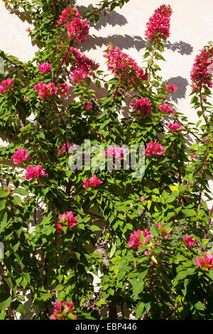 Papierfabrik, Four-o'clock (Bougainvillea spec.), Kletterpflanze auf der Fassade Stockfoto