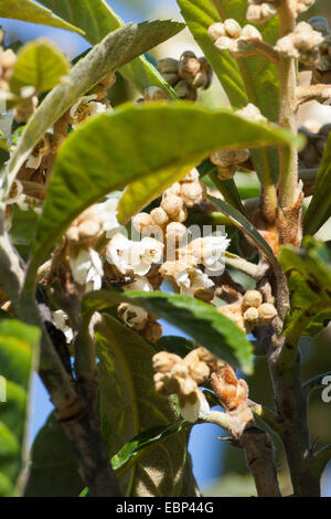 Loquat, Japanische Pflaume (Eriobotrya Japonica), blühender Zweig Stockfoto