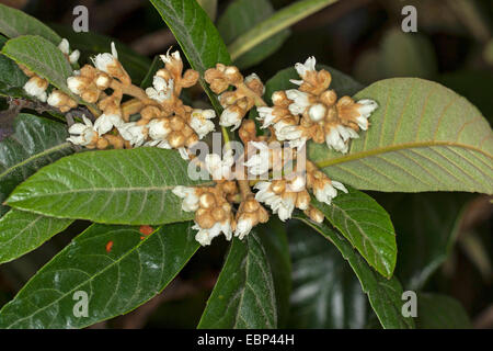 Loquat, Japanische Pflaume (Eriobotrya Japonica), blühender Zweig Stockfoto