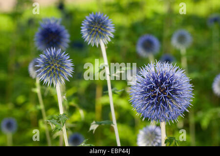 Globethistle, Globe-Distel (Echinops spec.), blühen Stockfoto