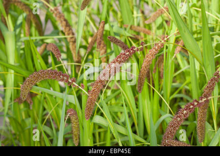 Bristlegrass, Ebenen Borste Grass, Ebenen Bristlegrass, Bachbett Borste Grass, Bachbett Bristlegrass, gelbe Bristlegrass, gelbe Fuchsschwanz, italienische Fuchsschwanz (Setaria Italica, Panicum unsere), Blütenstände Stockfoto