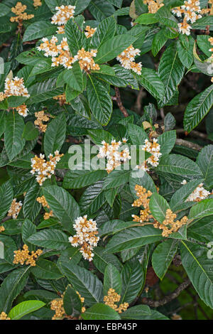 Loquat, Japanische Pflaume (Eriobotrya Japonica), blühender Zweig Stockfoto