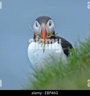 Papageitaucher, gemeinsame Papageientaucher (Fratercula Arctica) mit Verschachtelung Material im Schnabel, Island Stockfoto