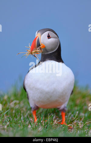 Papageitaucher, gemeinsame Papageientaucher (Fratercula Arctica) mit Verschachtelung Material im Schnabel, Island Stockfoto