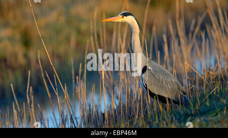 Graureiher (Ardea Cinerea), stehend im Schilf im Morgenlicht, Niederlande Stockfoto