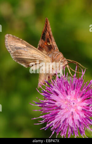 Silber Y (Autographa Gamma), sitzen auf Flockenblume Blüte, Deutschland Stockfoto