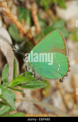 Grüner Zipfelfalter (Callophrys Rubi), sitzt in einem Werk, Schweiz Stockfoto