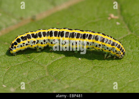 Leinkraut Brokat Motte (Calophasia Nagelmöndchen), Raupe auf einem Blatt, Italien Stockfoto