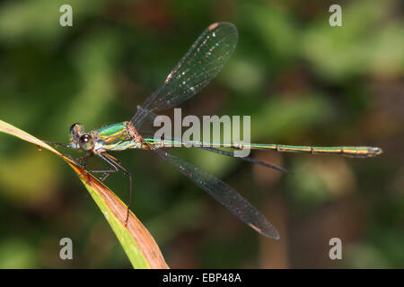 Weide Mererald Damselfly (Lestes Viridis, Chalcolestes Viridis), sitzen an einem Reed-Halm, Deutschland Stockfoto