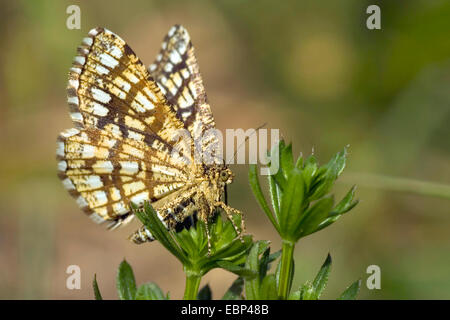 Vergitterte Heath (Chiasmia Clathrata, Semiothisa Clathrata), sitzen auf einer Pflanze, Deutschland Stockfoto