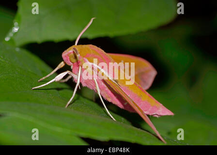 Elefant Hawkmoth (Deilephila Elpenor), auf einem Blatt, Deutschland Stockfoto