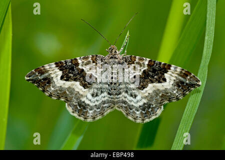 Gemeinsamen Teppich (Epirrhoe Alternata), auf einem Rasen Spike, Deutschland Stockfoto