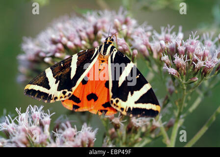 Jersey Tiger, russische Tiger (Art Quadripunctaria, Euplagia Quadripunctaria), auf blühenden Bonesets, Deutschland Stockfoto