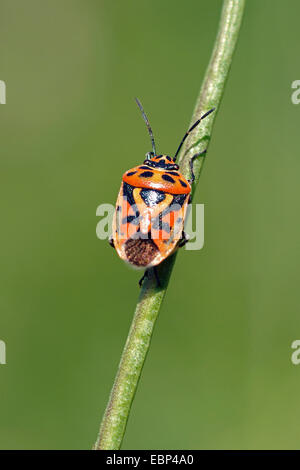 Rotkohl-Bug (Eurydema Ornata), an einem Stiel, Deutschland Stockfoto