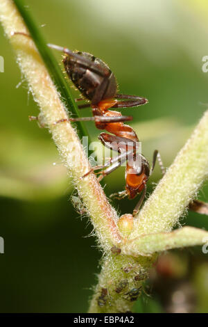 Südlichen Waldameise, Pferd Ameisen (Formica Rufa), auf der Jagd nach Blattläuse, Deutschland Stockfoto