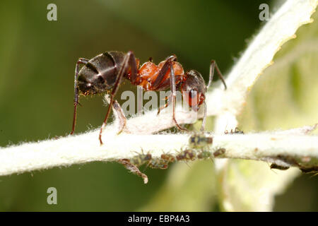 Südlichen Waldameise, Pferd Ameisen (Formica Rufa), auf der Jagd nach Blattläuse, Deutschland Stockfoto