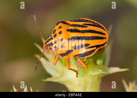 Graphosoma Semipunctatum (Graphosoma Semipunctatum), auf einer Blume, Frankreich, Corsica Stockfoto