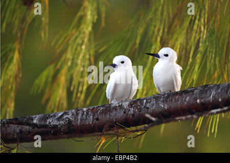 Weiße Seeschwalbe (Gygis Alba), sitzt paar in She Eiche, Seychellen, Bird Island Stockfoto