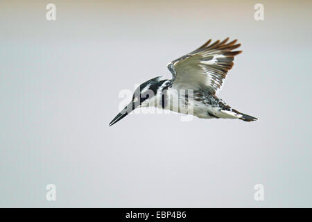 geringerem Trauerschnäpper Eisvogel (Ceryle Rudis), hoverin, Südafrika, Krüger Nationalpark Stockfoto