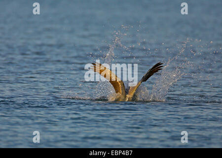 braune Pelikan (Pelecanus Occidentalis), fliegen, stürzt ins Wasser um einen Fisch, USA, Florida, Everglades National Park zu fangen Stockfoto