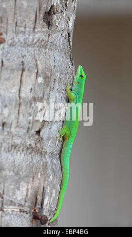 Riesigen Seychellen-Taggecko (Phelsuma Sundbergi Sundbergi), Kloschüssel an einem Stamm, Seychellen, Praslin Stockfoto