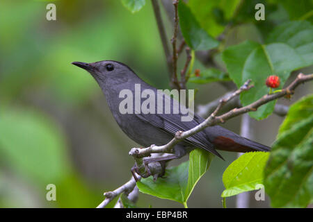 Catbird (Dumetella Carolinensis), sitzt in einem Baum, USA, Florida Stockfoto