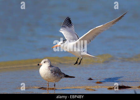 Königliche Seeschwalbe (Thalasseus Maximus, Sternea Maxima), Vogel landet an der Beach, USA, Florida Stockfoto