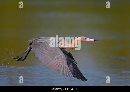 kleine Blue Heron (Egretta Caerulea), wegfliegende aus Wasser, USA, Florida, Sanibel Island Stockfoto