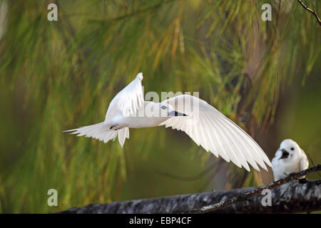 Weiße Seeschwalbe (Gygis Alba), männliche fliegt vom She Eiche, Seychellen, Bird Island Stockfoto