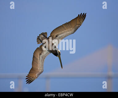 braune Pelikan (Pelecanus Occidentalis), fliegen, stürzt ins Wasser um einen Fisch, USA, Florida, Everglades National Park zu fangen Stockfoto