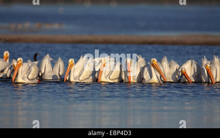 Amerikanische weiße Pelikan (Pelecanus Erythrorhynchos), Schwarm Pelikane Jagd schwimmen Fische, USA, Florida, Sanibel Island Stockfoto