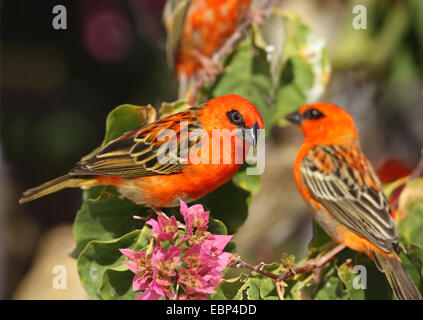 Madagassische rote Fody (Foudia Madagascariensis), sitzen zwei Männer in einem Busch, Seychellen, Praslin Stockfoto