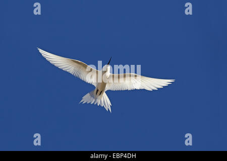 Weiße Seeschwalbe (Gygis Alba), fliegt in einem blauen Himmel, Seychellen, Bird Island Stockfoto